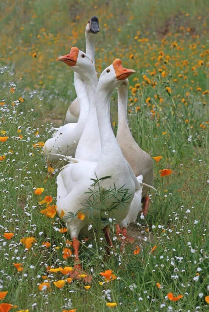 A group of geese in a field of flowers.