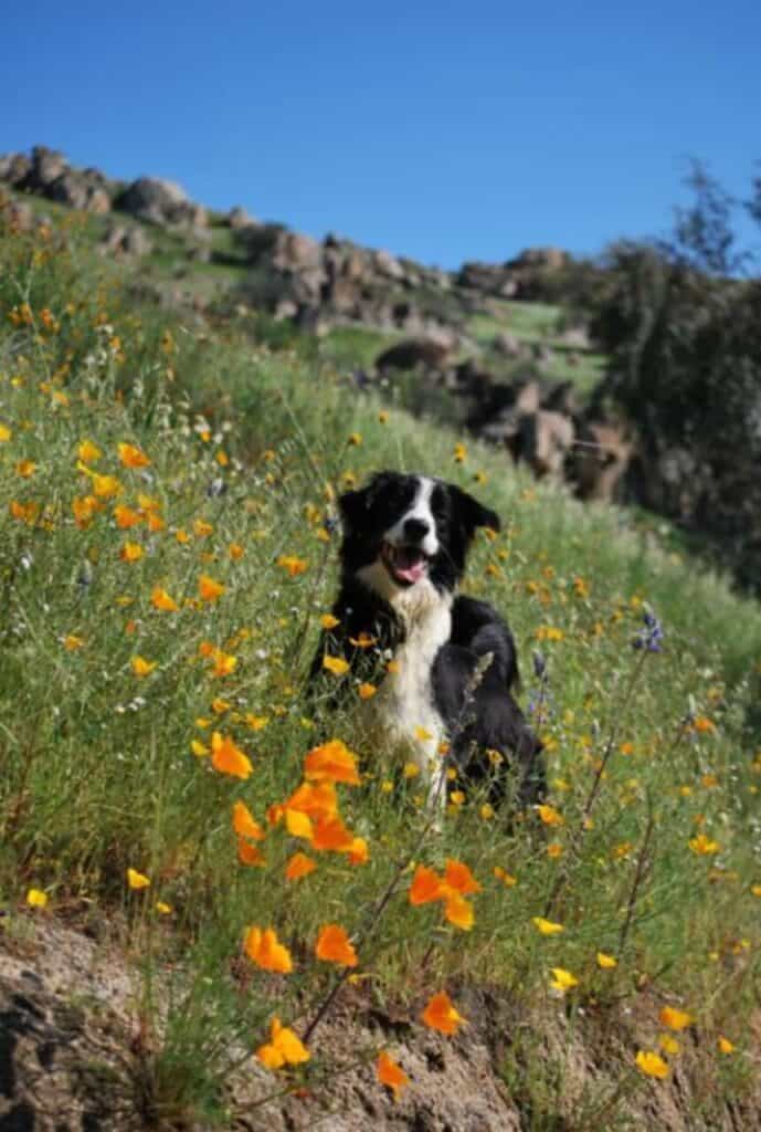 A black and white dog sits among orange wildflowers on a grassy hillside, with rocks and a blue sky in the background.