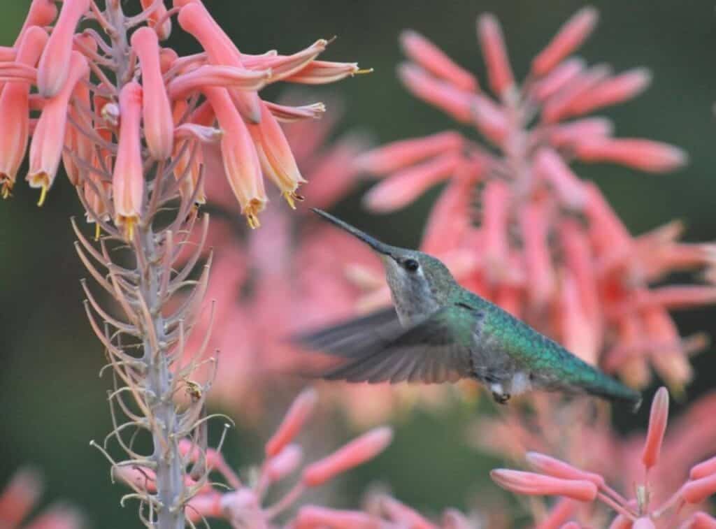 A hummingbird with green and gray feathers hovers near a cluster of pink tubular flowers, using its long beak to feed; the background shows more pink flowers out of focus.